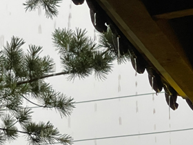 屋簷雨天松柏樹