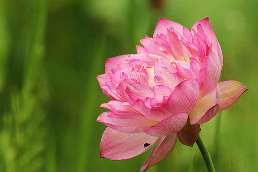 靈鷲山大悲咒心道法師法語