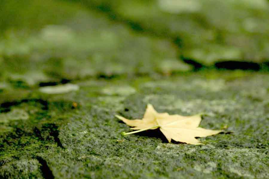 靈鷲山大悲咒心道法師法語